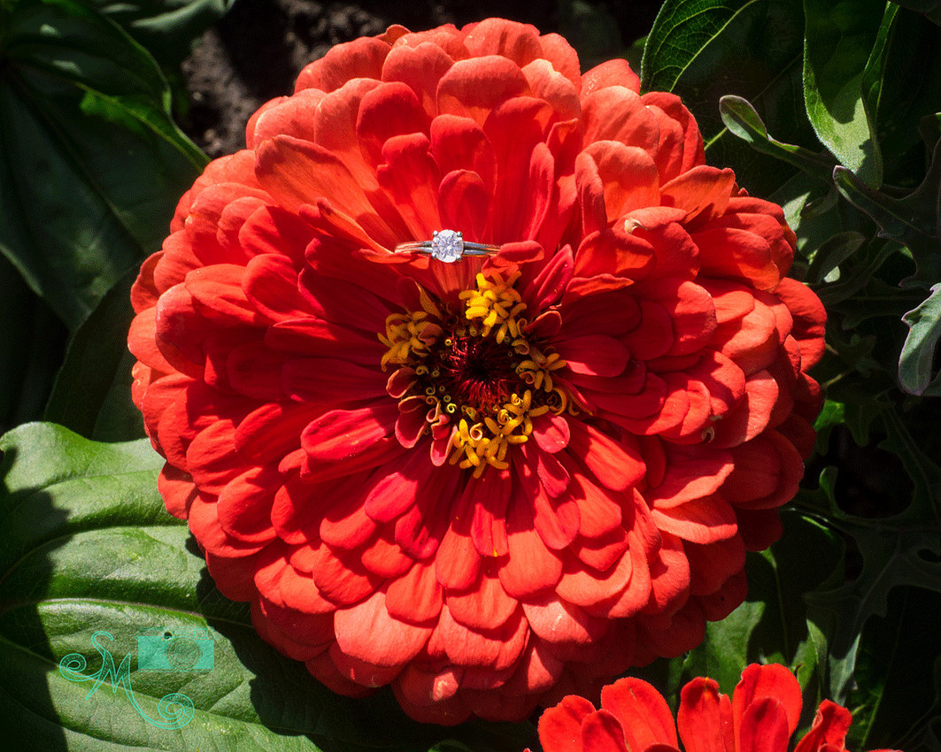 ring inside a salmon coloured flower